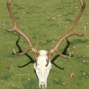 Meet your Posher, Leo